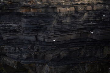 Witness the stunning and breathtaking rock formations adorned with seabirds along the coastal cliffs