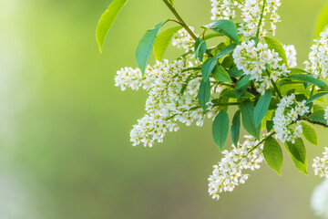 White flowers blooming bird cherry. Close-up of a Flowering Prunus padus Tree with White Little Blossoms