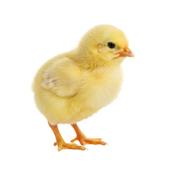 Obraz premium Isolated Cutout of Small Yellow Chick Farm Animal on Transparent Background