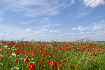 field of red poppies