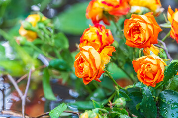 Blooming red rose bud with raindrops close up