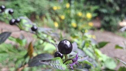 close up view of Chilly Royal Black Grape,