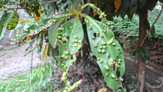 Tree Leaves Affected by Leaf Gall Disease in Natural Environment