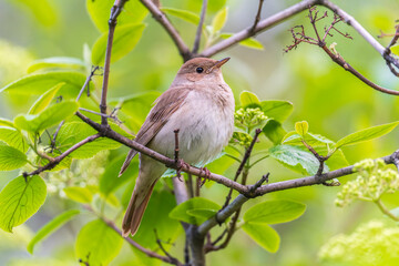 Thrush Nightingale, Luscinia luscinia. A bird sits on a tree branch and sings
