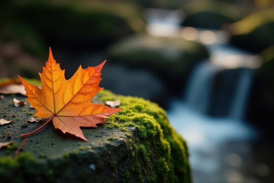 Crisp autumn leaf rests on moss-covered stone beside babbling brook , wild, sunlight, leaf