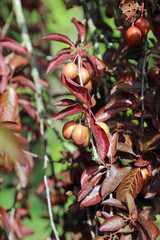 Closeup of Cherry Plum fruit and foliage, Kent England
