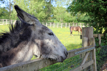 Donkey scratching its chin on a gate, Kent England
