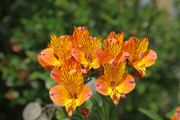 Orange and yellow Peruvian lilies, Sussex England
