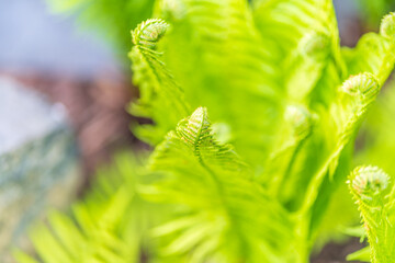 Natural green young ostrich fern or shuttlecock feron each other