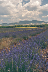 Champs de lavande face au Mont Ventoux 