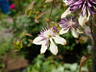 Soft focus macro of Florida clematis flower with white and purple petals, earthy leaves behind. Great for floral, garden, or design themes.
