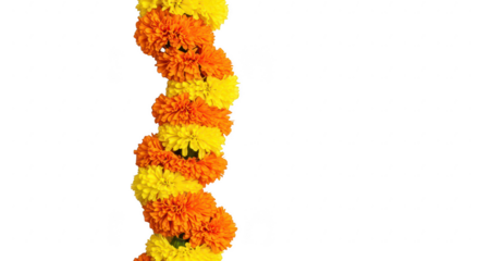 Floral Elegance: A striking display of vibrant marigold garlands, their cheerful yellow and orange hues creating a festive ambiance in an eye-level shot. 