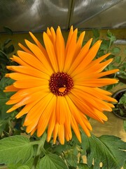 Kwiat polny żółty jak słońce, © Maciej G. Szling