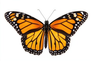 Fototapeta premium Stunning Close-Up of Monarch Butterfly Displaying Vibrant Orange and Black Wing Patterns on a White Background for Nature and Wildlife Photography