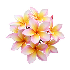 Fototapeta premium A Cluster of Delicate Plumeria Flowers A Study in Pastel Hues and Tropical Elegance isolated on transparent baackground