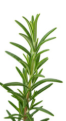Obraz premium Isolated Rosemary Branch a Green Aromatic Herb Transparent PNG