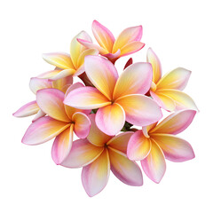 Fototapeta premium Closeup of a Cluster of Pink and Yellow Plumeria Flowers Against a Black Background isolated on transparent baackground