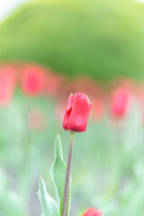 Colorful red tulips blossom in spring garden