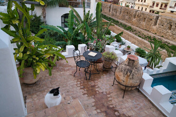 cat on a balcony in morocco