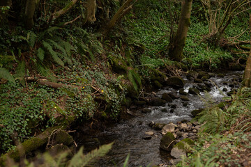 Obraz premium Explore the peaceful stream winding through the lush forest, ideal for relaxation and adventure