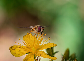 Bee in a yellow flower
