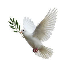 Fototapeta premium Peaceful Dove Flying with Olive Branch Isolated on Transparent Background