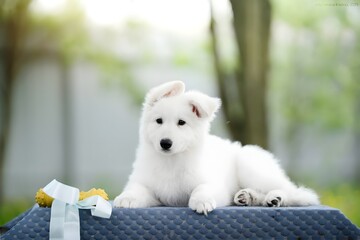 Portrait of a dog