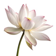 Fototapeta premium Lotus Stem Fresh Edible Root Isolated On White Background