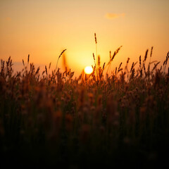 Peaceful field of tall grass forming silhouettes against a glowing sunset.