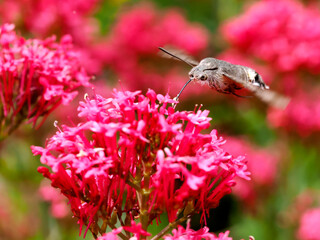 Close-up of Hummingbird Hawk-moth butterfly (Macroglossum stellatarum) feeding of red valerian flowers (Centranthus ruber) in flight. Its a species of hawk moth found across temperate regions Eurasia
