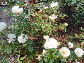 white flowers in the garden