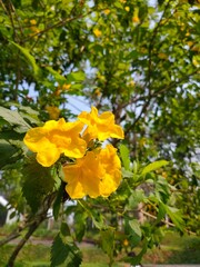 yellow flowers in the garden