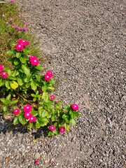 flowers in the garden