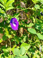 purple flower in the garden