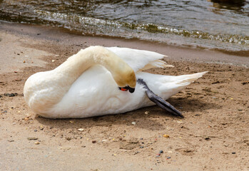 Mute swan on the shore of Lough Neagh preening its feathers