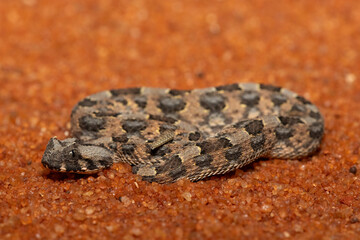 A beautiful juvenile Horned Adder (Bitis caudalis), in the wild, Limpopo, South Africa