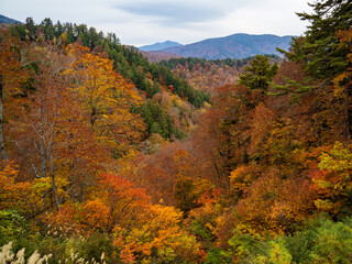 国道352号の紅葉