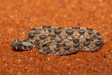 A beautiful juvenile Horned Adder (Bitis caudalis), in the wild, Limpopo, South Africa