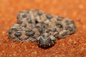 A beautiful juvenile Horned Adder (Bitis caudalis), in the wild, Limpopo, South Africa
