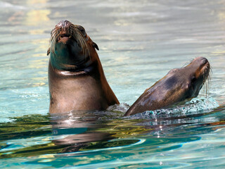 Close-up California sea lion (Zalophus californianus) swimming in water