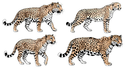 Illustration Of Walking Jaguars Isolated On Transparent Background