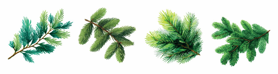 Set of watercolor fir tree branches. Branch of a Christmas tree with green needles on a white isolated background. Watercolor branch of a green coniferous tree. Winter, Christmas, New Year. 