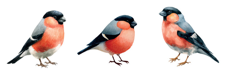 Watercolor set of bullfinches png. Winter birds with red and gray feathers watercolor. Watercolor animals for winter decoration. Elements for winter designs, Christmas, December, etc. 