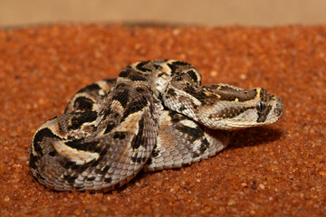 A cute but potently cytotoxic juvenile Puff Adder (Bitis arietans), in the wild, Limpopo, South Africa