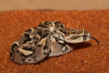 A cute but potently cytotoxic juvenile Puff Adder (Bitis arietans), in the wild, Limpopo, South Africa