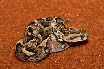 A cute but potently cytotoxic juvenile Puff Adder (Bitis arietans), in the wild, Limpopo, South...