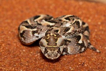 A cute but potently cytotoxic juvenile Puff Adder (Bitis arietans), in the wild, Limpopo, South Africa