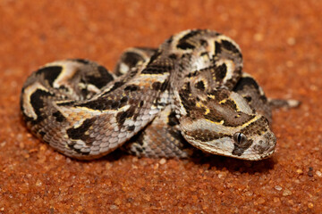 A cute but potently cytotoxic juvenile Puff Adder (Bitis arietans), in the wild, Limpopo, South...
