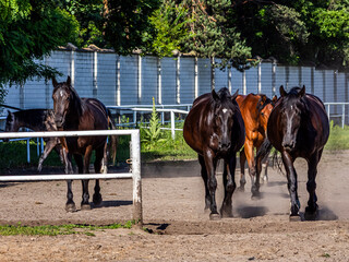 Black and brown horses roam the biopark