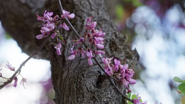 Cercis siliquastrum tree blooming with vibrant pink flowers in sunny torrevieja, spain, highlighting nature's beauty with detailed bark and delicate blossoms.